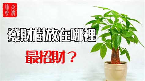 發財樹禁忌|風水祕訣：客廳放發財樹，讓你財源滾滾，事業高升 